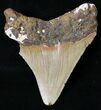 Serrated Juvenile Megalodon Tooth - North Carolina #18605-2